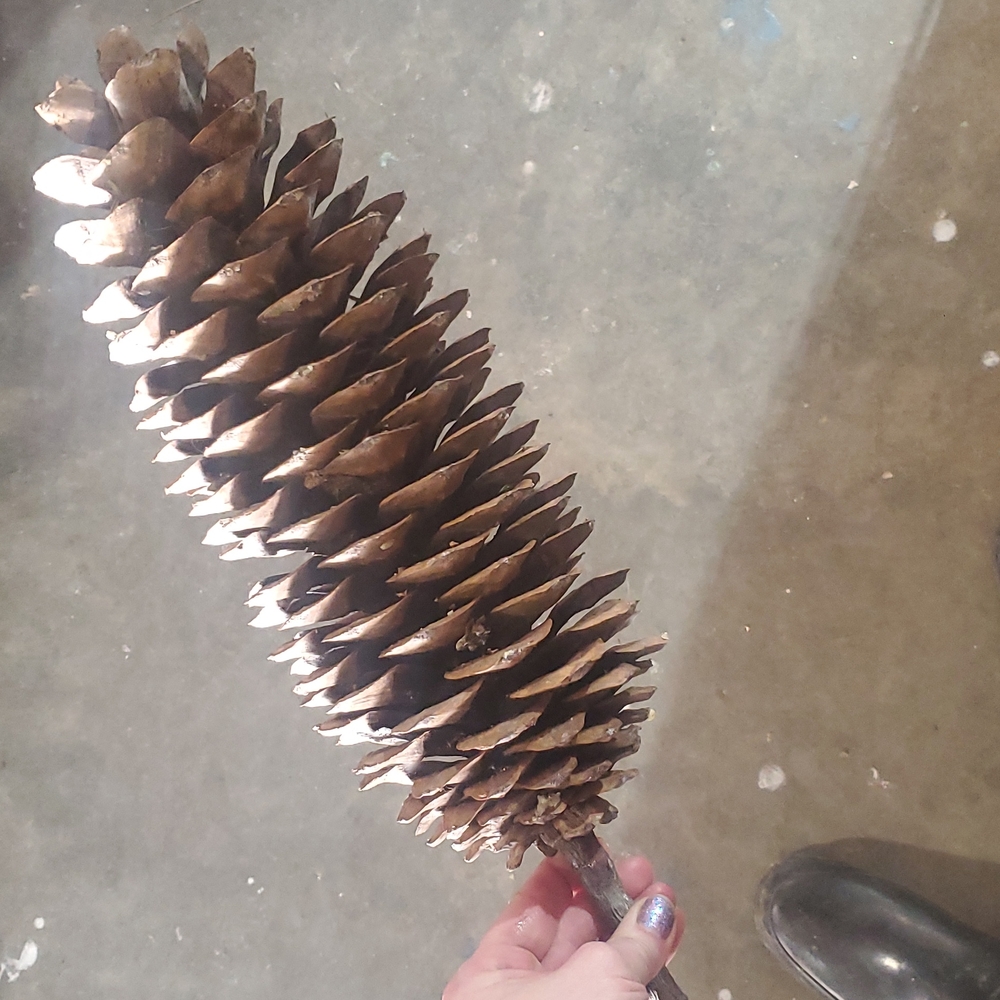 🪩 DISCO DEALS 1 Gigantic pinecone!  XXL, HUGE, MASSIVE, Very Big - Picture 6 of 11
